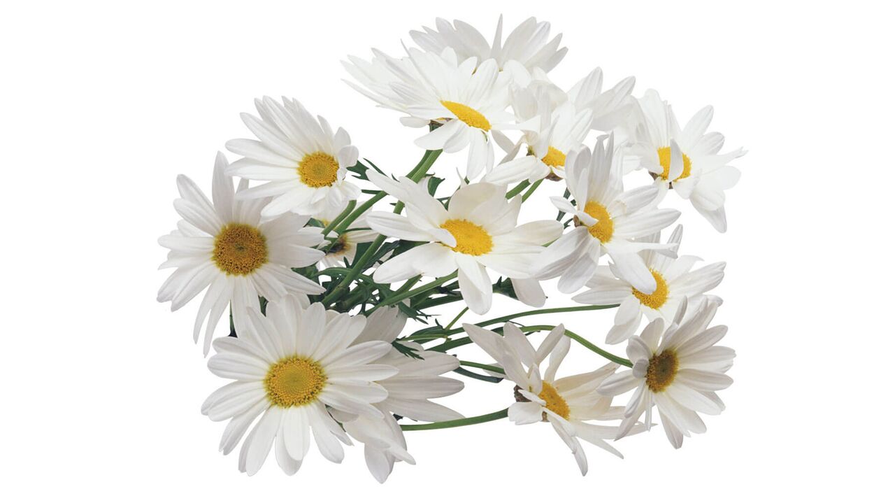 heřmánek v fungent