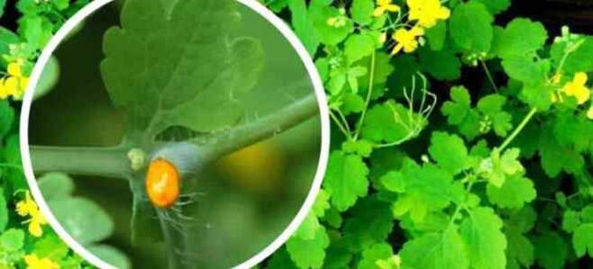 Celandine pro léčbu nehtových houby