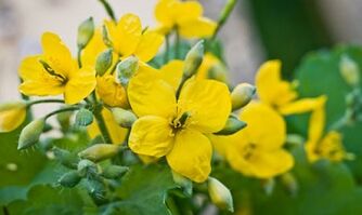 Lidové metody léčby houby nohou